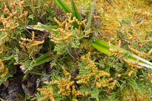 Pouched coral fern (Gleichenia dicarpa) with a Pineapple grass (Astelia aplina) poking through, and some sphagnum moss towards the top right of the photo