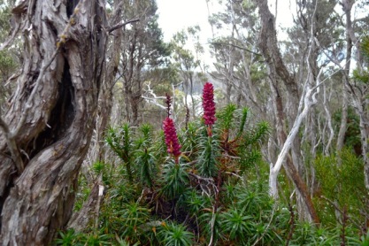 Scoparia (Richea scoparia) are very common around alpine areas of Tasmania