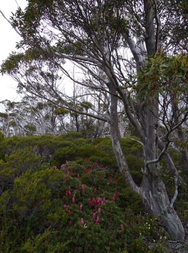 Scoparia (Richea scoparia) beneath what could well be a Snow gum (Eucalyptus pauciflora)