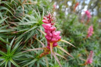 Scoparia (Richea scoparia) with exposed stamen at the end of the terminal spike where the petals have fallen off