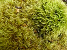 These bryophytes remind me of a shag-pile carpet