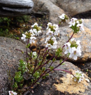 This is possibly Cushion plant eyebright (Euphrasia gibbsiae ssp. pulvinestris)