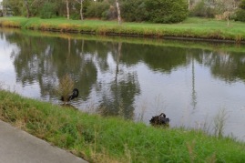 Black Swans in Railway Canal along the Capital City Trail