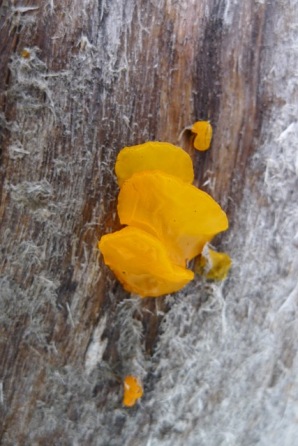 Maybe Golden Jelly-bells? (Heterotextus peziziformis) on dead trunk with snow